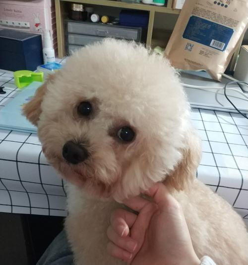 比熊混血犬后代全解析:小型可爱混血犬的特点与魅力 比熊混血犬后代全解析:小型可爱混血犬的特点与魅力