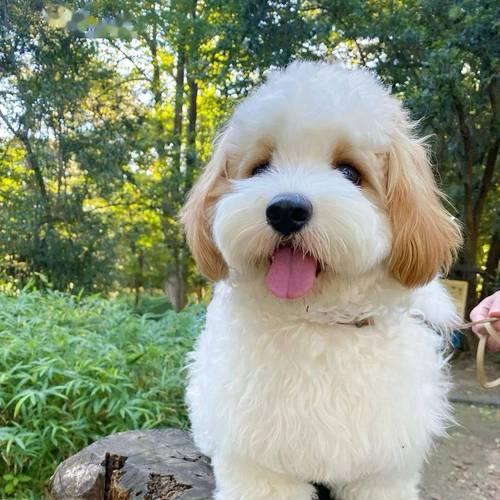 比熊混血犬后代全解析:小型可爱混血犬的特点与魅力 比熊混血犬后代全解析:小型可爱混血犬的特点与魅力