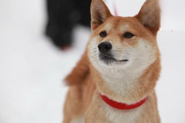 犬猫食道梗阻的症状识别与专业治疗方案详解