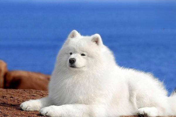 犬猫胃出血的症状识别与治疗方案详解，宠物胃黏膜出血应对指南