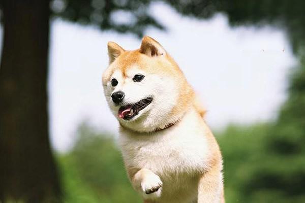 犬猫急性胃炎的症状诊断与治疗方案详解