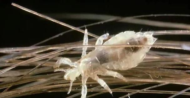 猫身上虱子的危害与防治方法全解析,保护爱猫健康 猫身上虱子的危害与防治方法全解析,保护爱猫健康