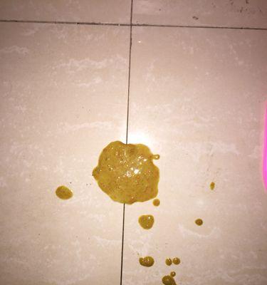 泰迪狗呕吐怎么办？症状原因分析与治疗指南