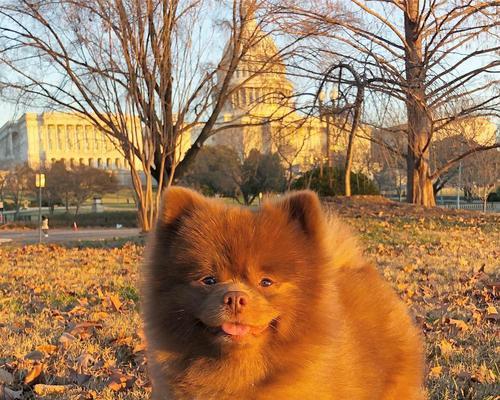 棕色宠物狗品种大全:特点、养护与情感陪伴指南 棕色宠物狗品种大全:特点、养护与情感陪伴指南