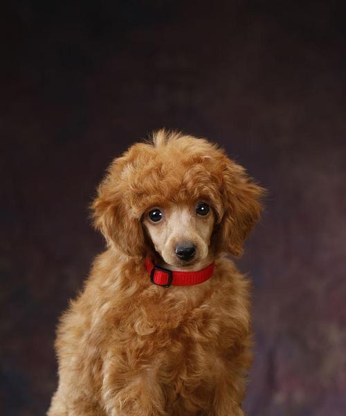 棕色宠物狗品种大全:特点、养护与情感陪伴指南 棕色宠物狗品种大全:特点、养护与情感陪伴指南