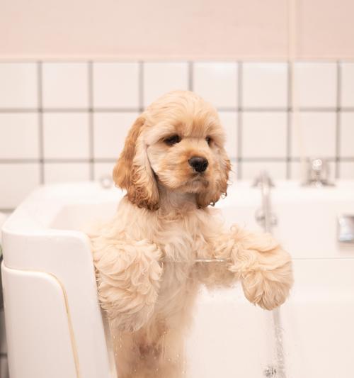 狗狗呕吐原因分析与正确处理指南，守护爱犬健康