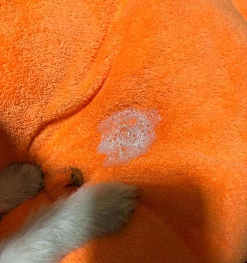 狗狗呕吐原因分析与正确处理指南，守护爱犬健康