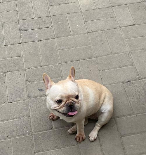 狗狗呕吐原因分析与正确处理指南，守护爱犬健康