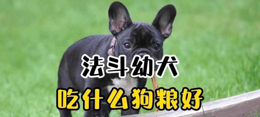 可卡成犬狗粮挑选秘诀：高性价比选择与饮食需求全解析