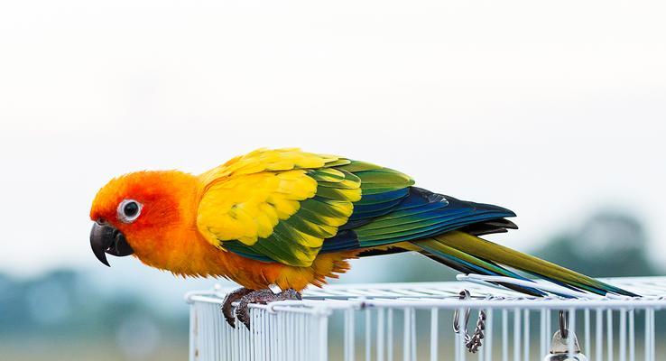 鹦鹉鱼苗饲养全攻略:饲料选择、水质管理与环境调控 鹦鹉鱼苗饲养全攻略:饲料选择、水质管理与环境调控