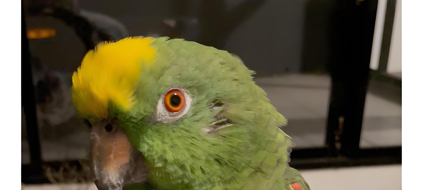 鹦鹉鱼苗饲养全攻略:饲料选择、水质管理与环境调控 鹦鹉鱼苗饲养全攻略:饲料选择、水质管理与环境调控