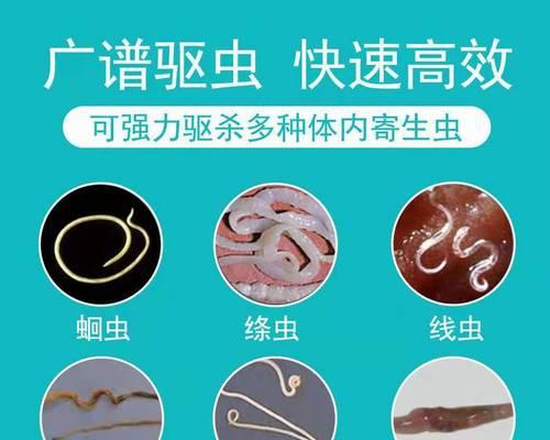 金毛幼犬驱虫指南：安全用药方法与健康管理要点