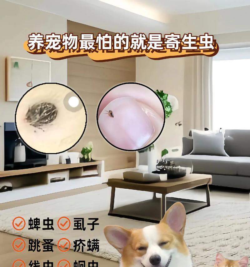 猫身上虱子的危害与防治方法全解析,保护爱猫健康 猫身上虱子的危害与防治方法全解析,保护爱猫健康