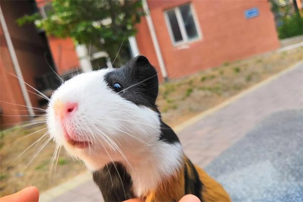 豚鼠每天吃多少饲料?科学喂养指南与饮食搭配解析 豚鼠每天吃多少饲料?科学喂养指南与饮食搭配解析