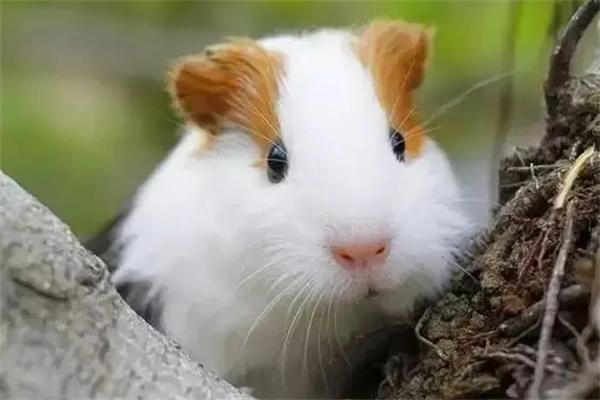 豚鼠每天吃多少饲料?科学喂养指南与饮食搭配解析 豚鼠每天吃多少饲料?科学喂养指南与饮食搭配解析