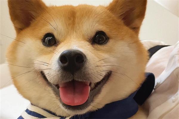 柴犬适合城市饲养吗？性格温和适应性强是理想伴侣