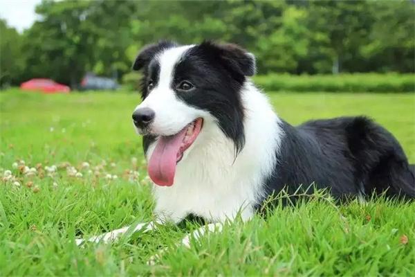 狗狗叛逆期行为解析与科学应对指南 狗狗叛逆期行为解析与科学应对指南