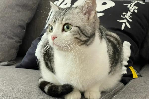 驯服野猫的关键技巧:从建立信任到亲密互动的方法指南 驯服野猫的关键技巧:从建立信任到亲密互动的方法指南