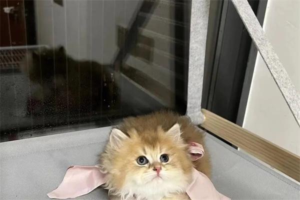 驯服野猫的关键技巧:从建立信任到亲密互动的方法指南 驯服野猫的关键技巧:从建立信任到亲密互动的方法指南