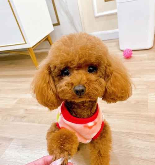 泰迪犬饲养指南:性格特点、培育方法与家庭适应 泰迪犬饲养指南:性格特点、培育方法与家庭适应