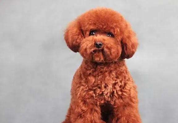 泰迪犬饲养指南:性格特点、培育方法与家庭适应 泰迪犬饲养指南:性格特点、培育方法与家庭适应