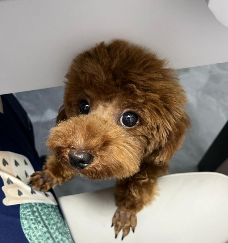 泰迪犬饲养指南:性格特点、培育方法与家庭适应 泰迪犬饲养指南:性格特点、培育方法与家庭适应