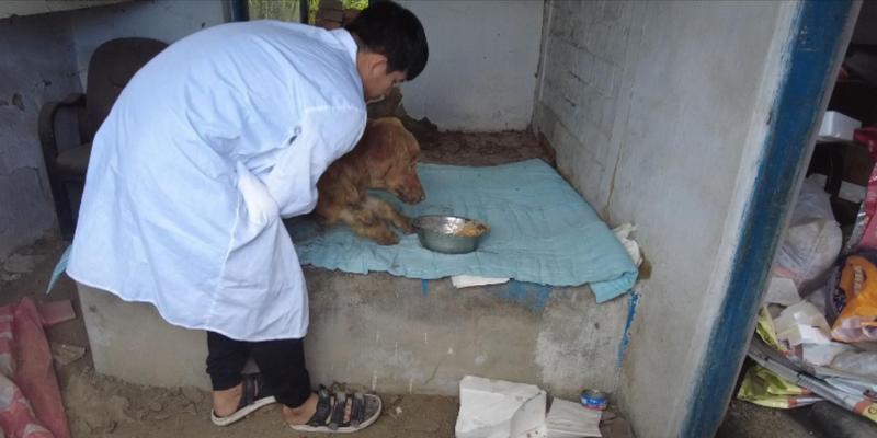 金毛犬瘟病饮食禁忌清单,这15种食物千万别喂 金毛犬瘟病饮食禁忌清单,这15种食物千万别喂