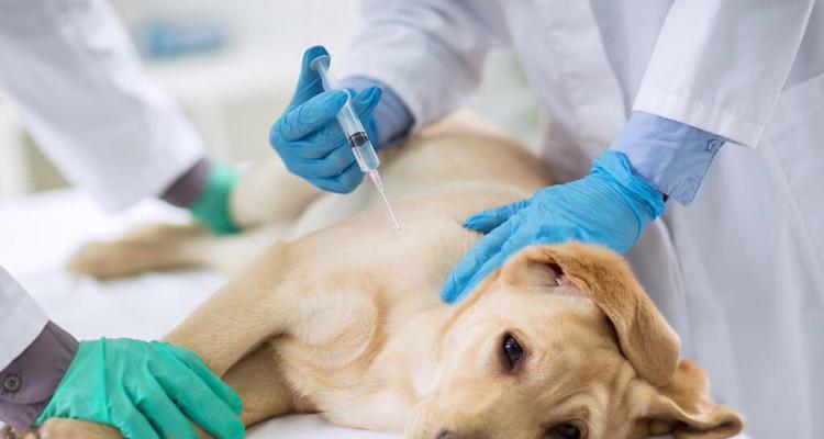 金毛犬瘟病饮食禁忌清单,这15种食物千万别喂 金毛犬瘟病饮食禁忌清单,这15种食物千万别喂