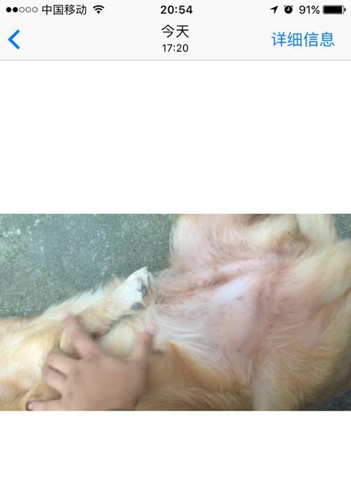 金毛配种后关键期的反应与护理要点 金毛配种后关键期的反应与护理要点