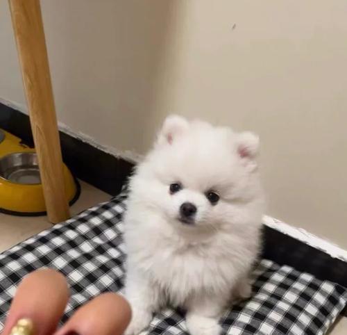 博美犬价格影响因素深度解析：血统健康与市场趋势