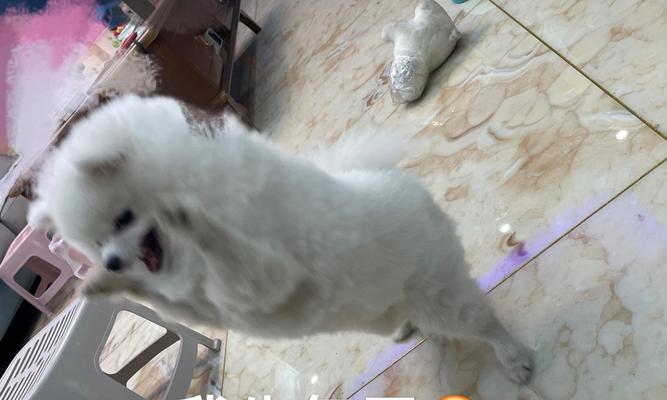 博美犬价格影响因素深度解析：血统健康与市场趋势