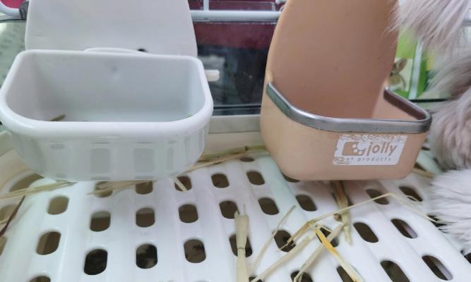 兔子食盆挑选与使用全攻略，打造健康喂养环境