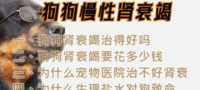 狗狗肾衰饮食调整指南：科学喂养方法与注意事项