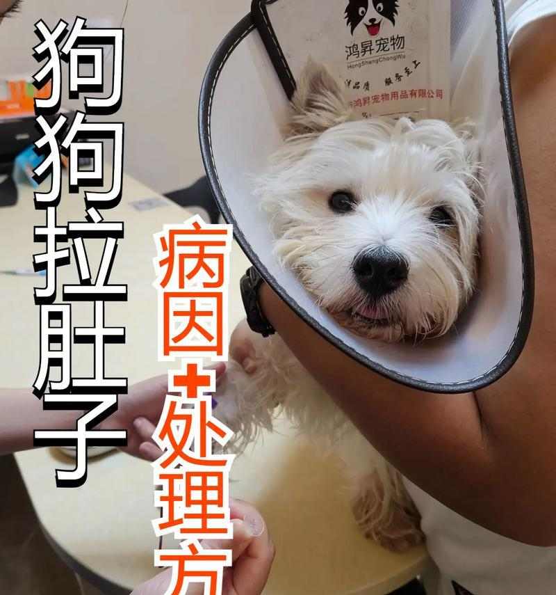狗狗腹泻后饮食恢复指南:科学喂养助肠胃健康 狗狗腹泻后饮食恢复指南:科学喂养助肠胃健康