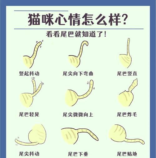 猫咪尾巴解读情绪变化的秘密：从摇摆到竖立揭示内心世界