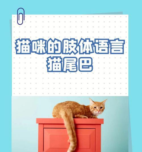 猫咪尾巴解读情绪变化的秘密：从摇摆到竖立揭示内心世界