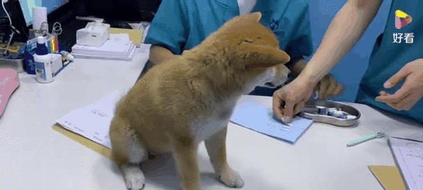 宠物狗年度疫苗接种指南:核心疫苗与健康注意事项 宠物狗年度疫苗接种指南:核心疫苗与健康注意事项