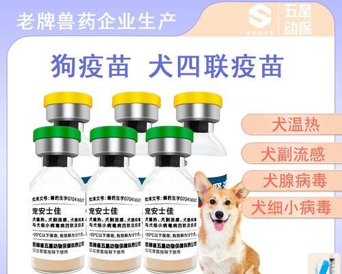 宠物狗年度疫苗接种指南:核心疫苗与健康注意事项 宠物狗年度疫苗接种指南:核心疫苗与健康注意事项