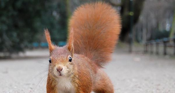 松鼠尾巴狗的独特魅力解析:外貌特征与多面性格 松鼠尾巴狗的独特魅力解析:外貌特征与多面性格