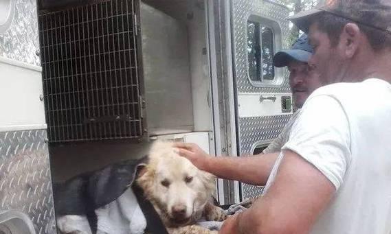 松鼠尾巴狗的独特魅力解析:外貌特征与多面性格 松鼠尾巴狗的独特魅力解析:外貌特征与多面性格