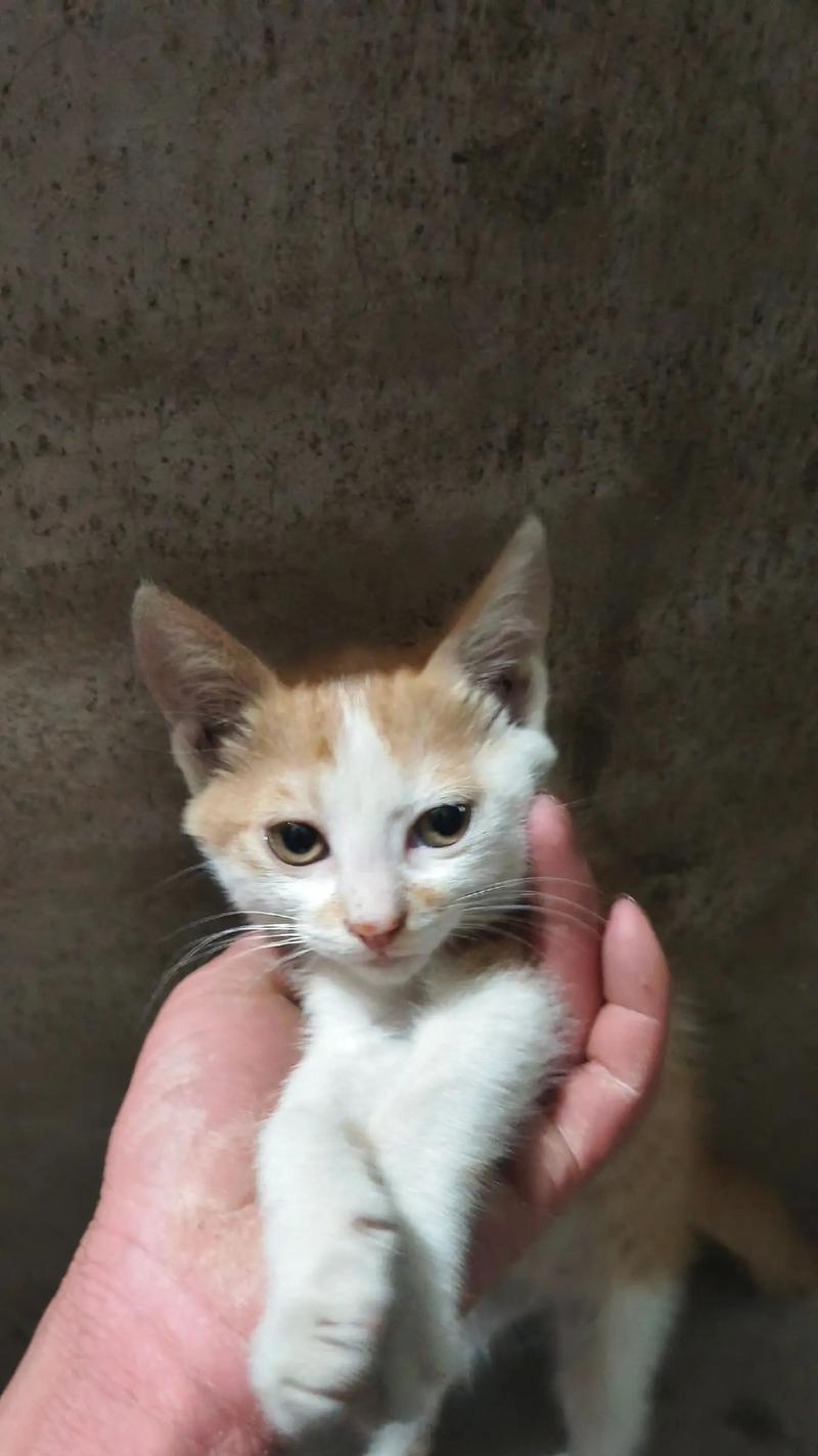 母猫产后饮食营养需求与科学喂养技巧指南 母猫产后饮食营养需求与科学喂养技巧指南