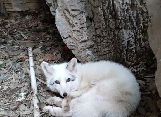 家庭养殖狐狸品种选择指南,适合家养的狐狸种类推荐 家庭养殖狐狸品种选择指南,适合家养的狐狸种类推荐