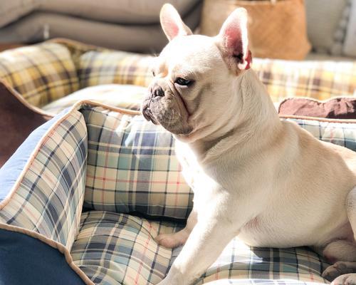 法斗为何比金毛价格高？多维度解析两者差异与影响因素