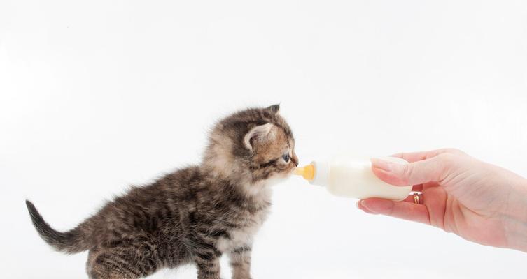 幼猫断奶时机与方法全指南，助猫咪健康成长