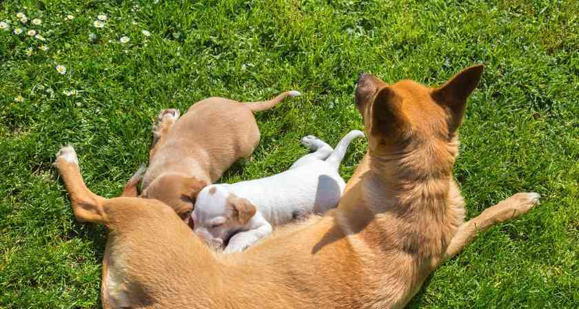 狗狗只生公崽原因探究,遗传与环境因素如何影响性别比例 狗狗只生公崽原因探究,遗传与环境因素如何影响性别比例