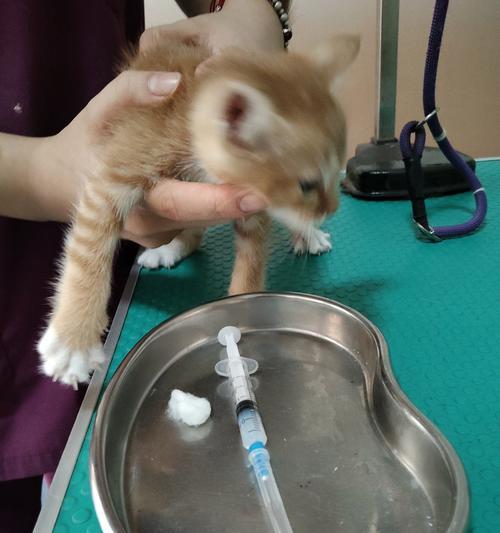 宠物医院常见疾病治疗与预防保健服务全面解读