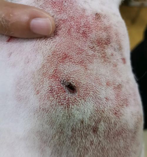 法斗为何比金毛价格高？多维度解析两者差异与影响因素