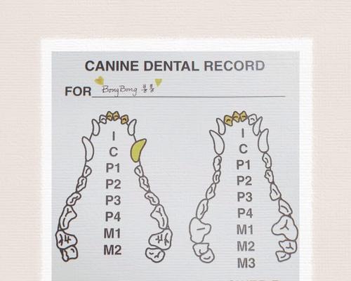小猫门牙换牙过程与护理指南，助你守护爱宠口腔健康