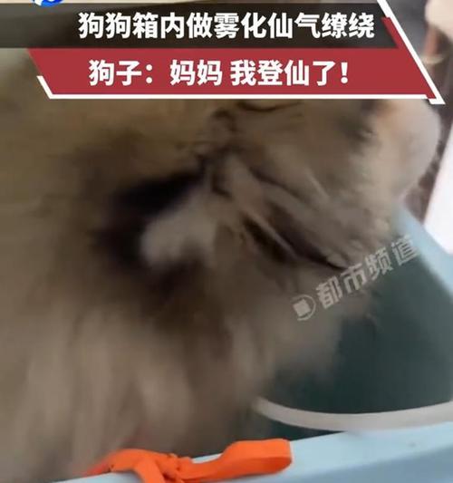 狗狗雾化治疗全解析:好处、注意事项与效果评估指南 狗狗雾化治疗全解析:好处、注意事项与效果评估指南