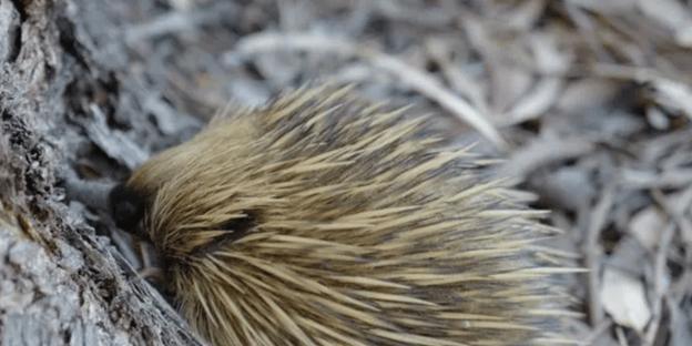 刺猬饮食禁忌指南:哪些食物不能喂?避开这些危险食物 刺猬饮食禁忌指南:哪些食物不能喂?避开这些危险食物